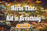Herbs That Aid in Breathing