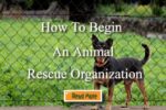How to Begin an Animal Rescue Organization